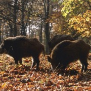 Cinghiali - Sus Scrofa